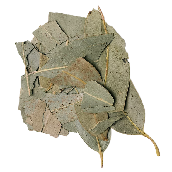 Eucalyptus